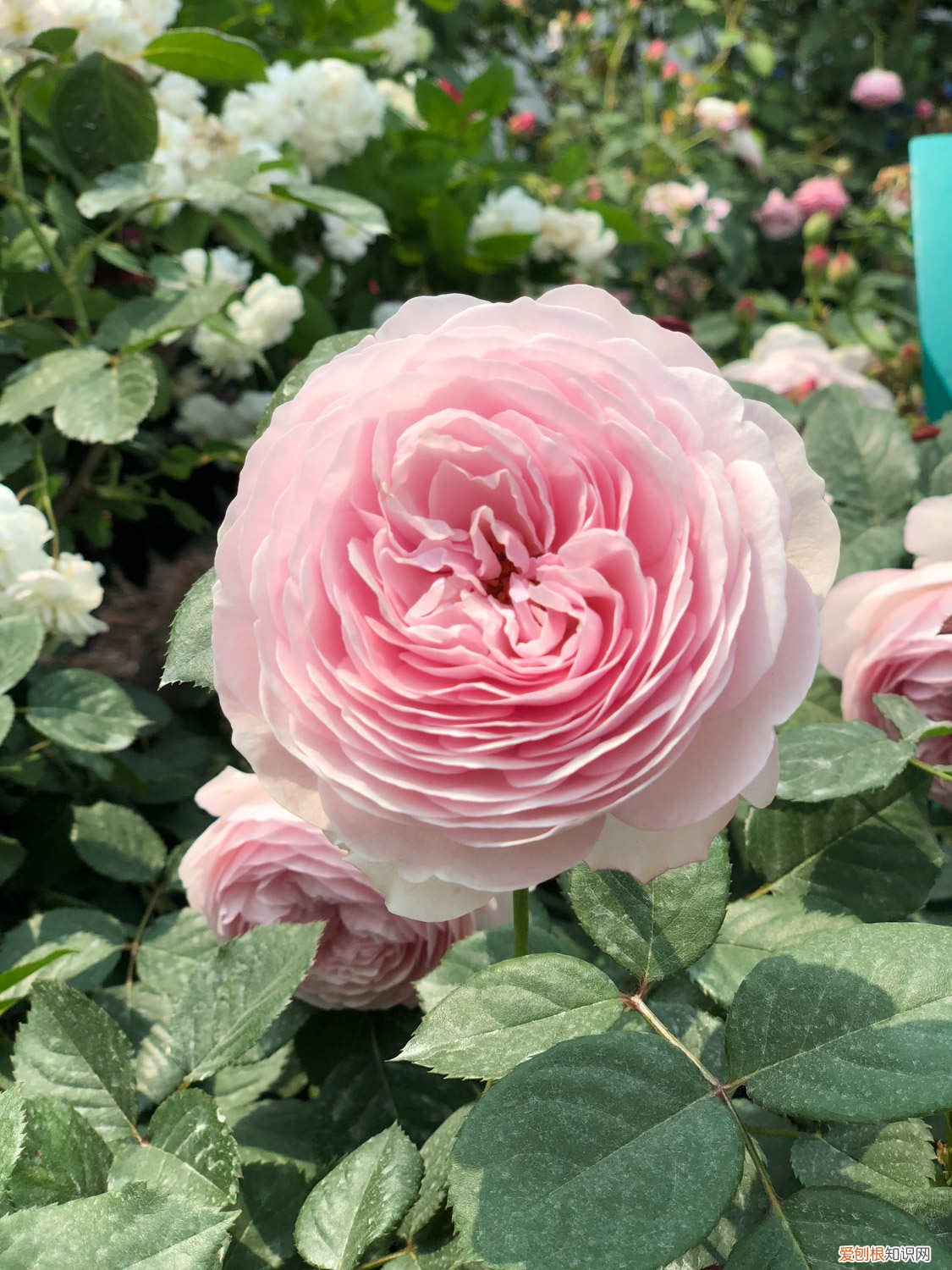 月季花的栽培方法视频 月季花的栽培方法