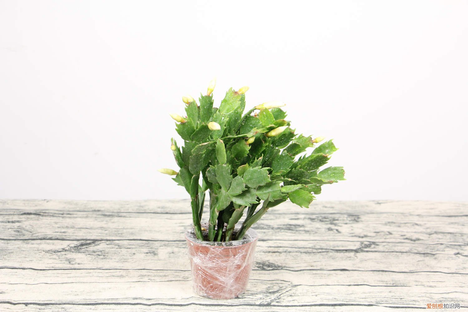 蟹爪兰开花开败后怎样来处理 蟹爪兰朱顶红……一年开花3、4次,咋做到的?