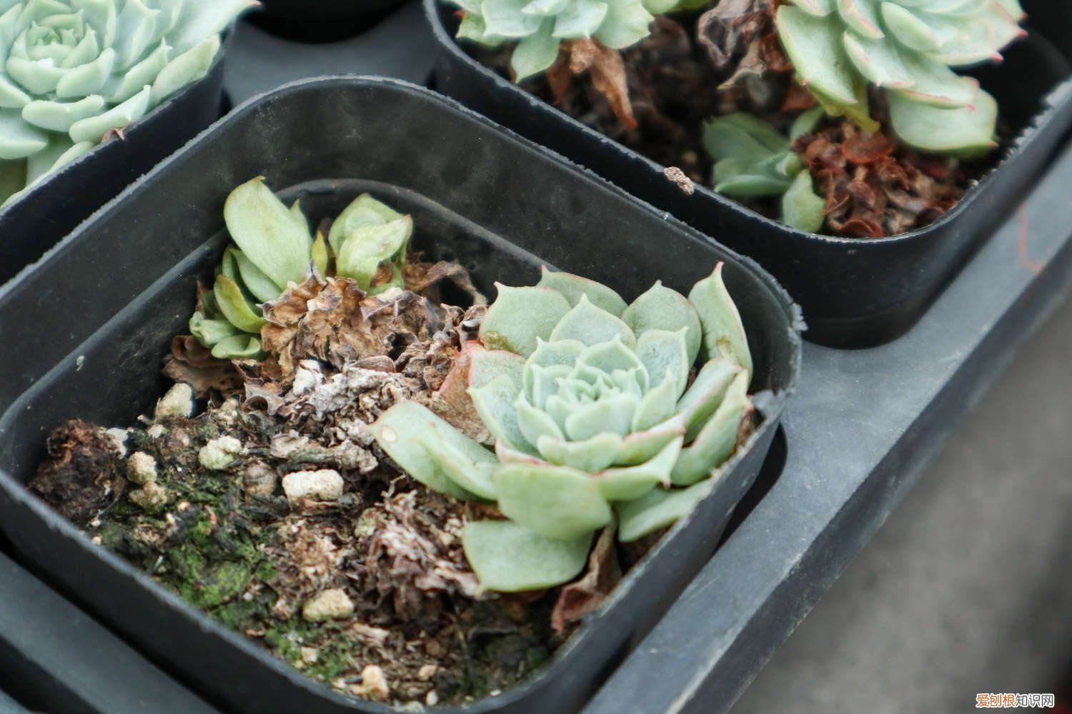 野生多肉图片 野生多肉遍地是,个个胖成肉包子,我到底挖不挖?