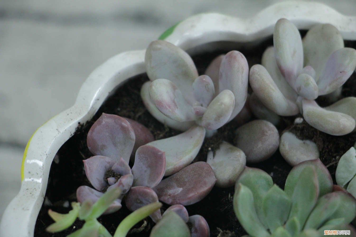 野生多肉图片 野生多肉遍地是,个个胖成肉包子,我到底挖不挖?