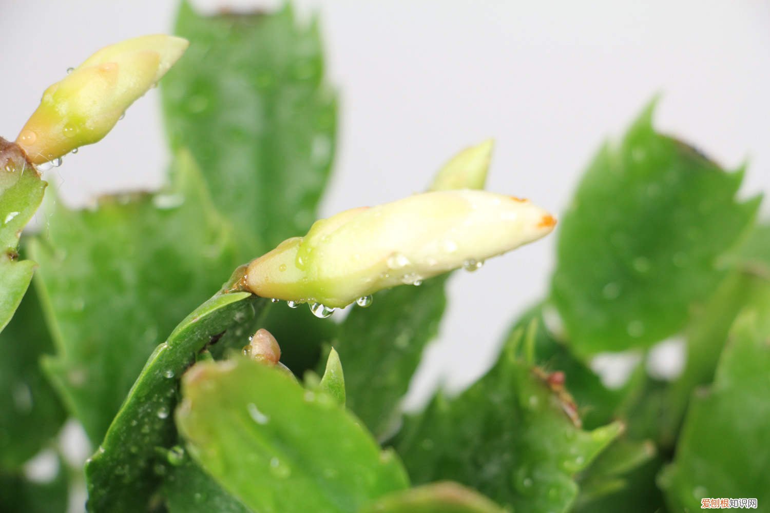 秋天1盆水,绿萝蟹爪兰蹭蹭冒芽,疯长起来不要命!