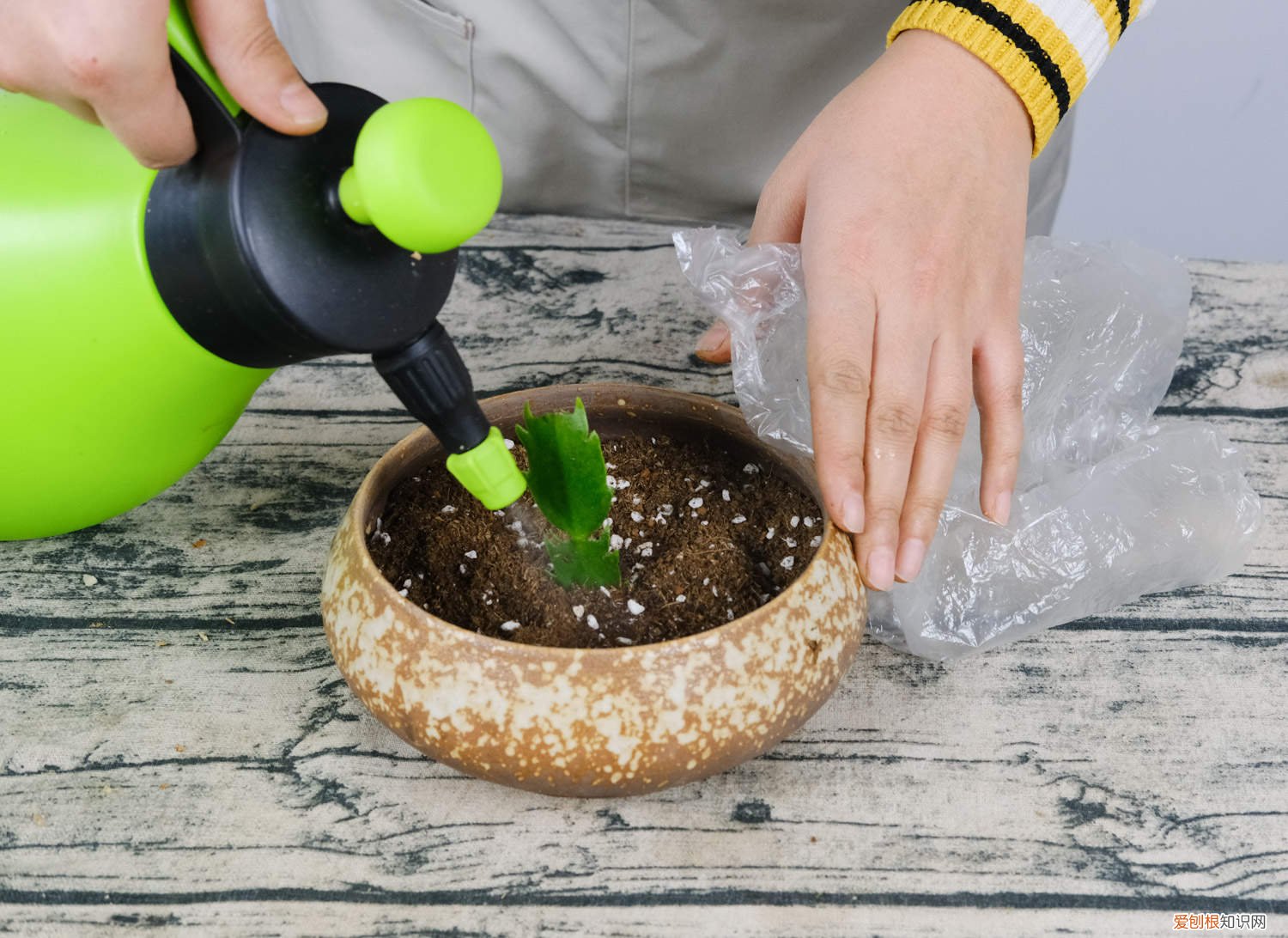 秋天1盆水,绿萝蟹爪兰蹭蹭冒芽,疯长起来不要命!