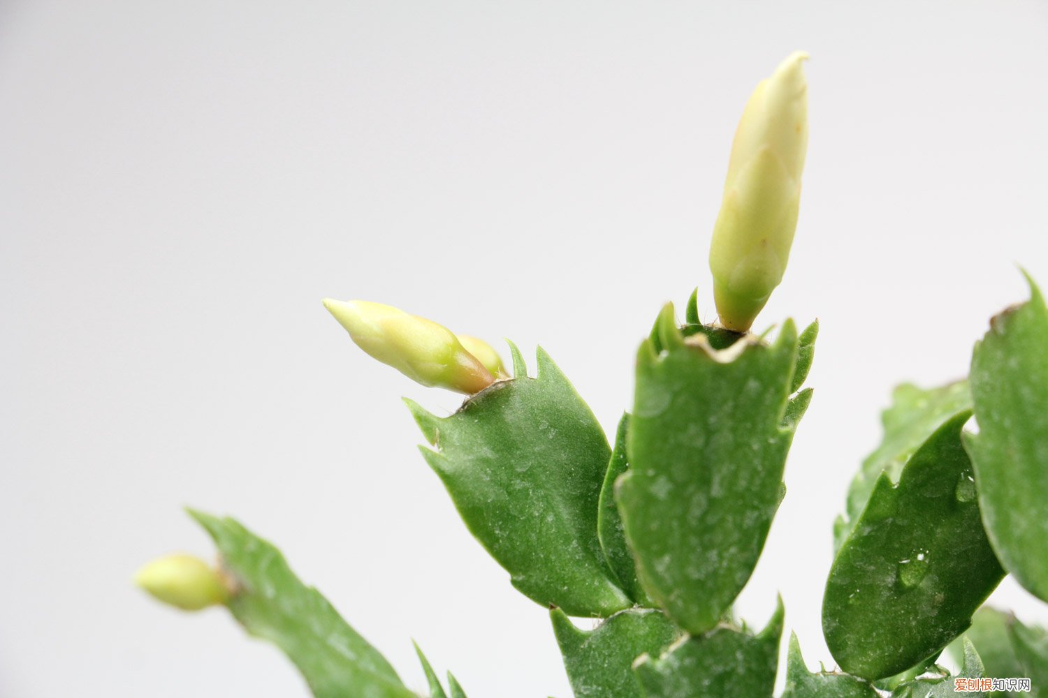 秋天1盆水,绿萝蟹爪兰蹭蹭冒芽,疯长起来不要命!