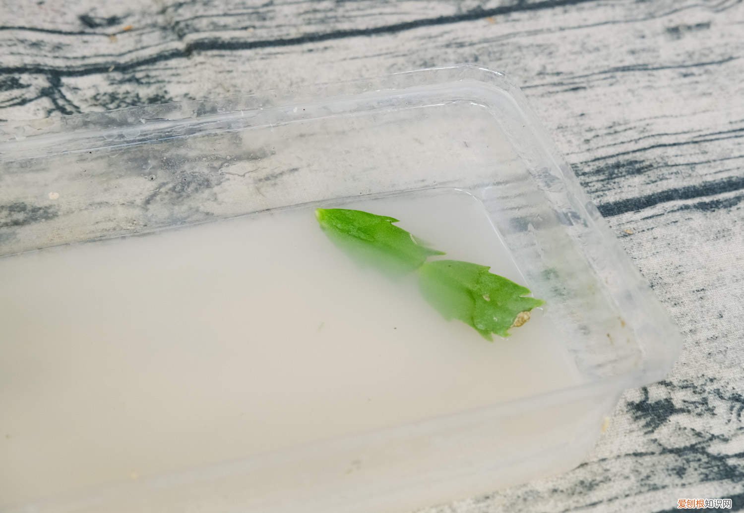 秋天1盆水,绿萝蟹爪兰蹭蹭冒芽,疯长起来不要命!