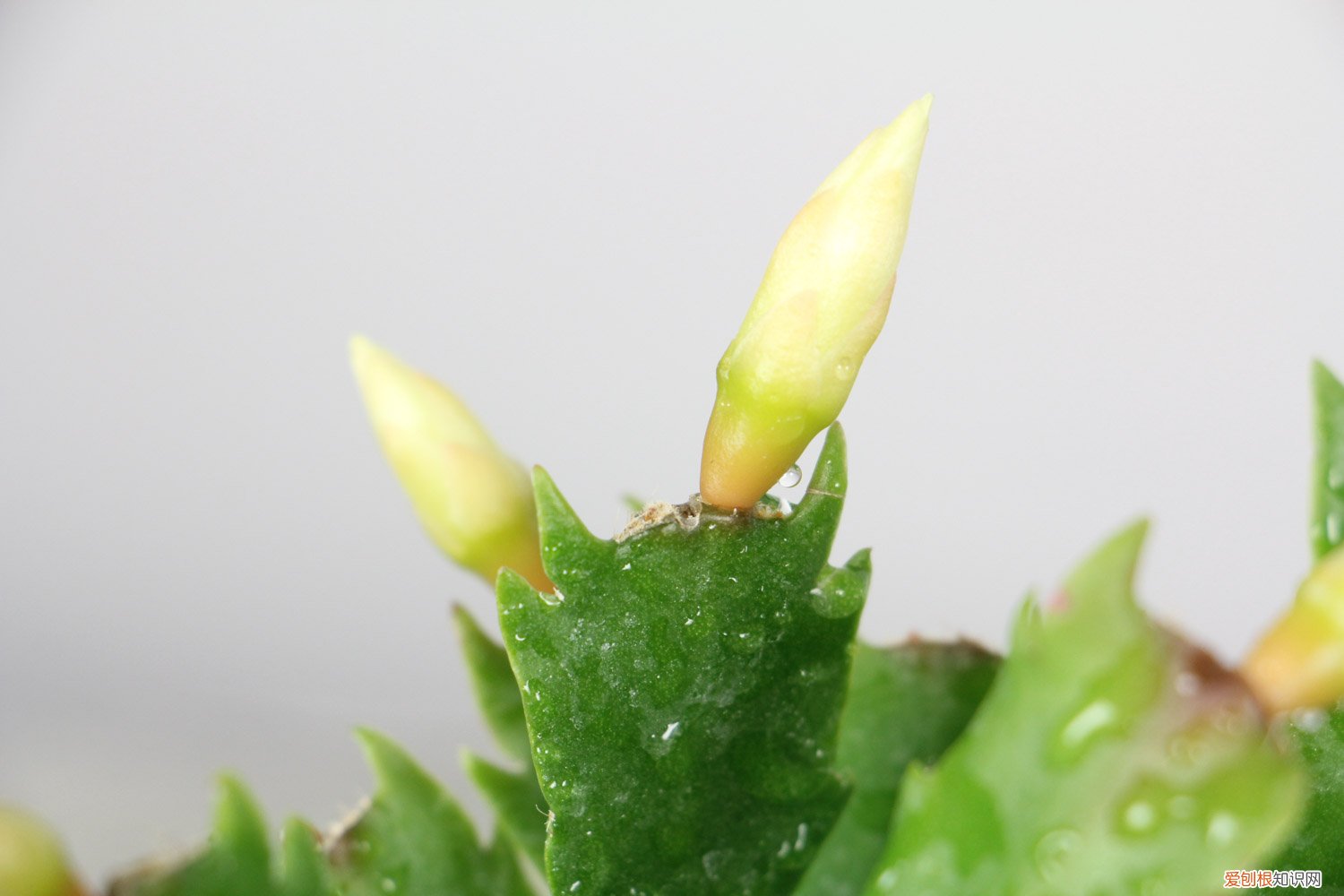 秋天1盆水,绿萝蟹爪兰蹭蹭冒芽,疯长起来不要命!