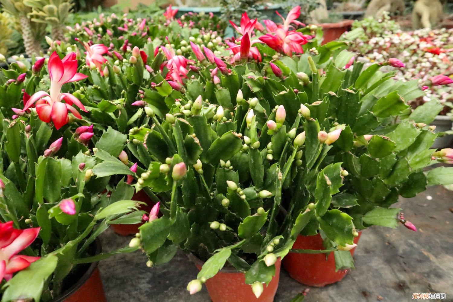 秋天1盆水,绿萝蟹爪兰蹭蹭冒芽,疯长起来不要命!