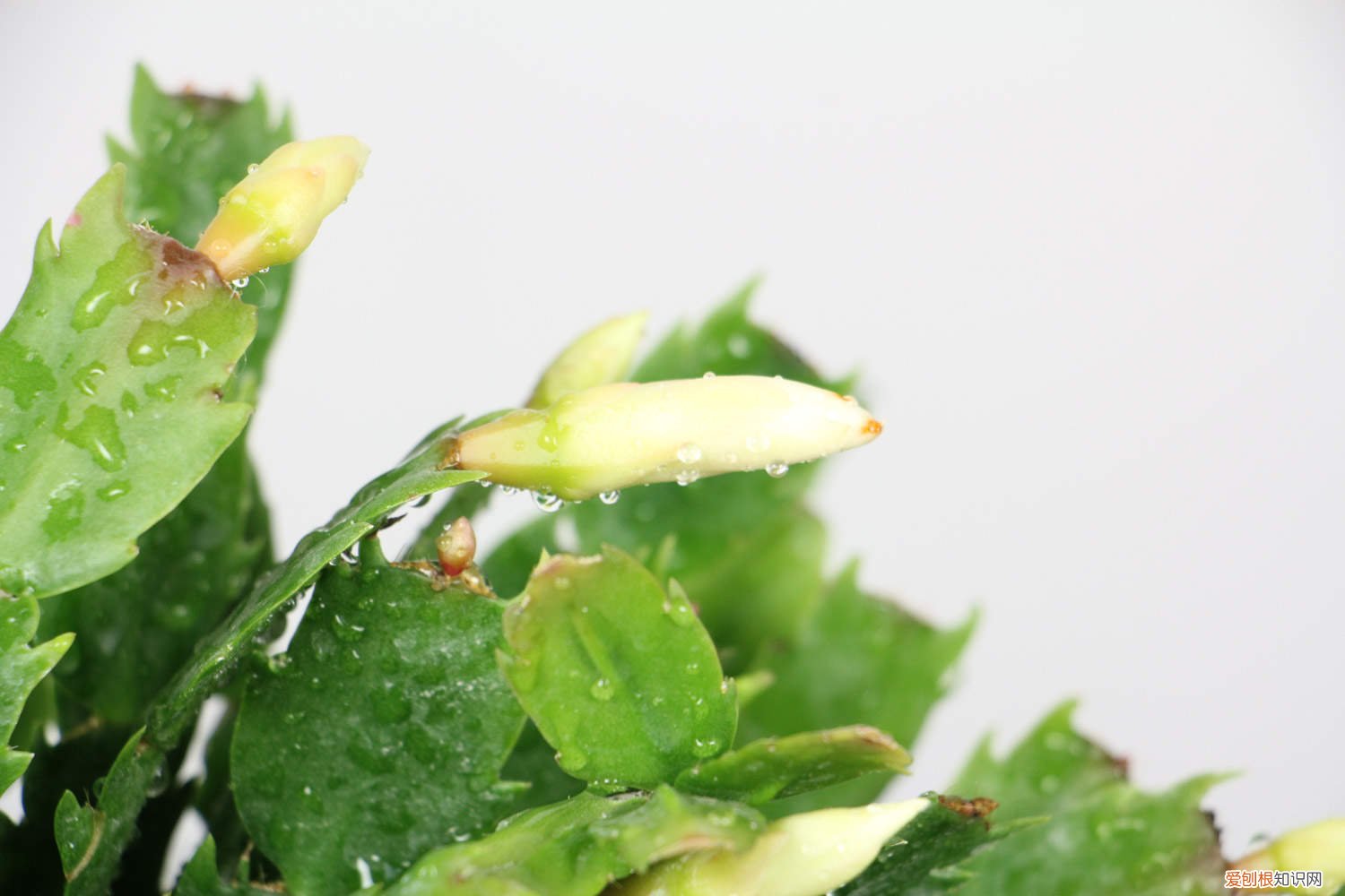 秋天1盆水,绿萝蟹爪兰蹭蹭冒芽,疯长起来不要命!