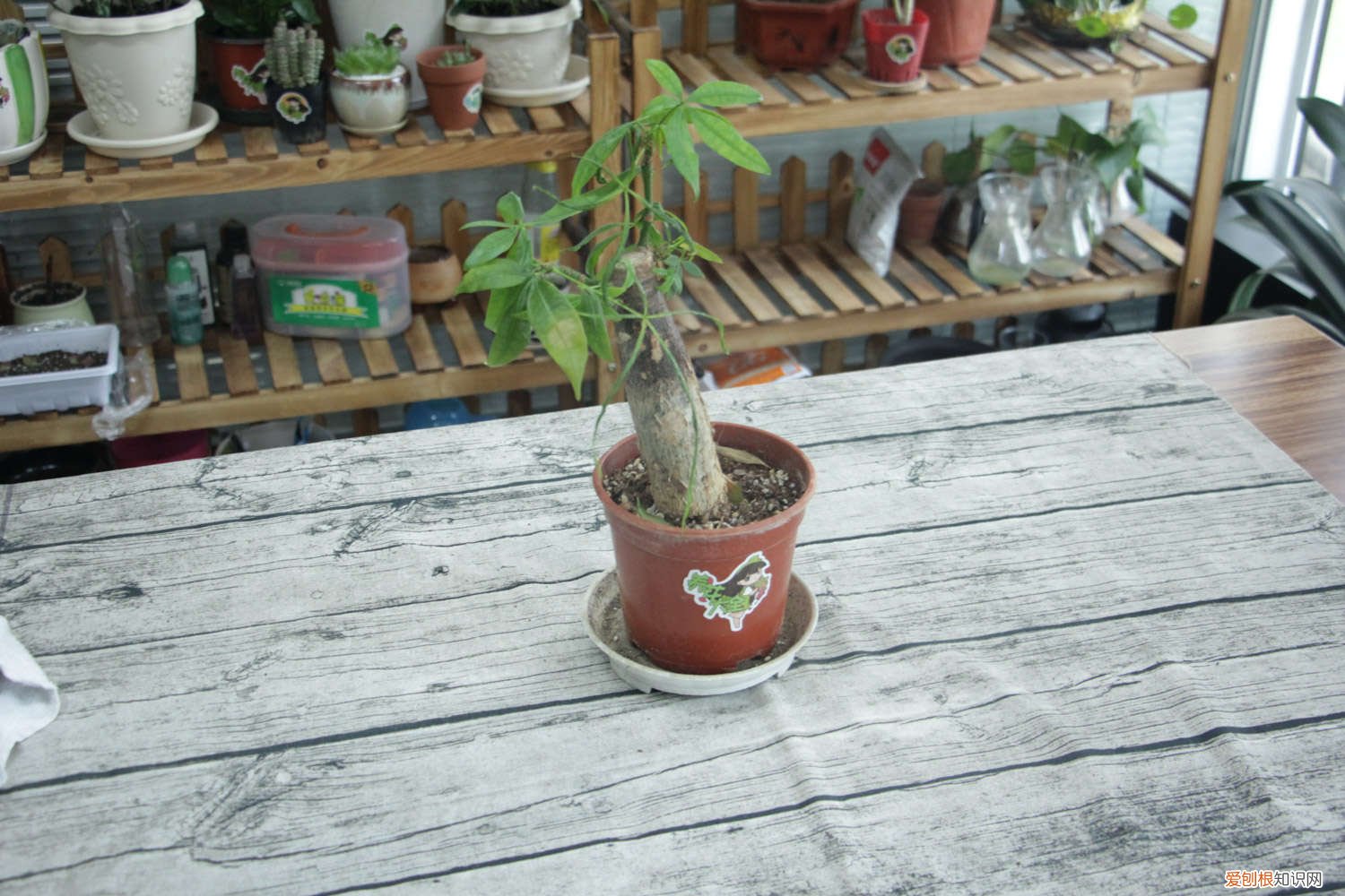 烂根消毒后的发财树要浸泡生根水吗 发财树养养就“烂根”，用消毒水一泡，枝叶能长更健壮！