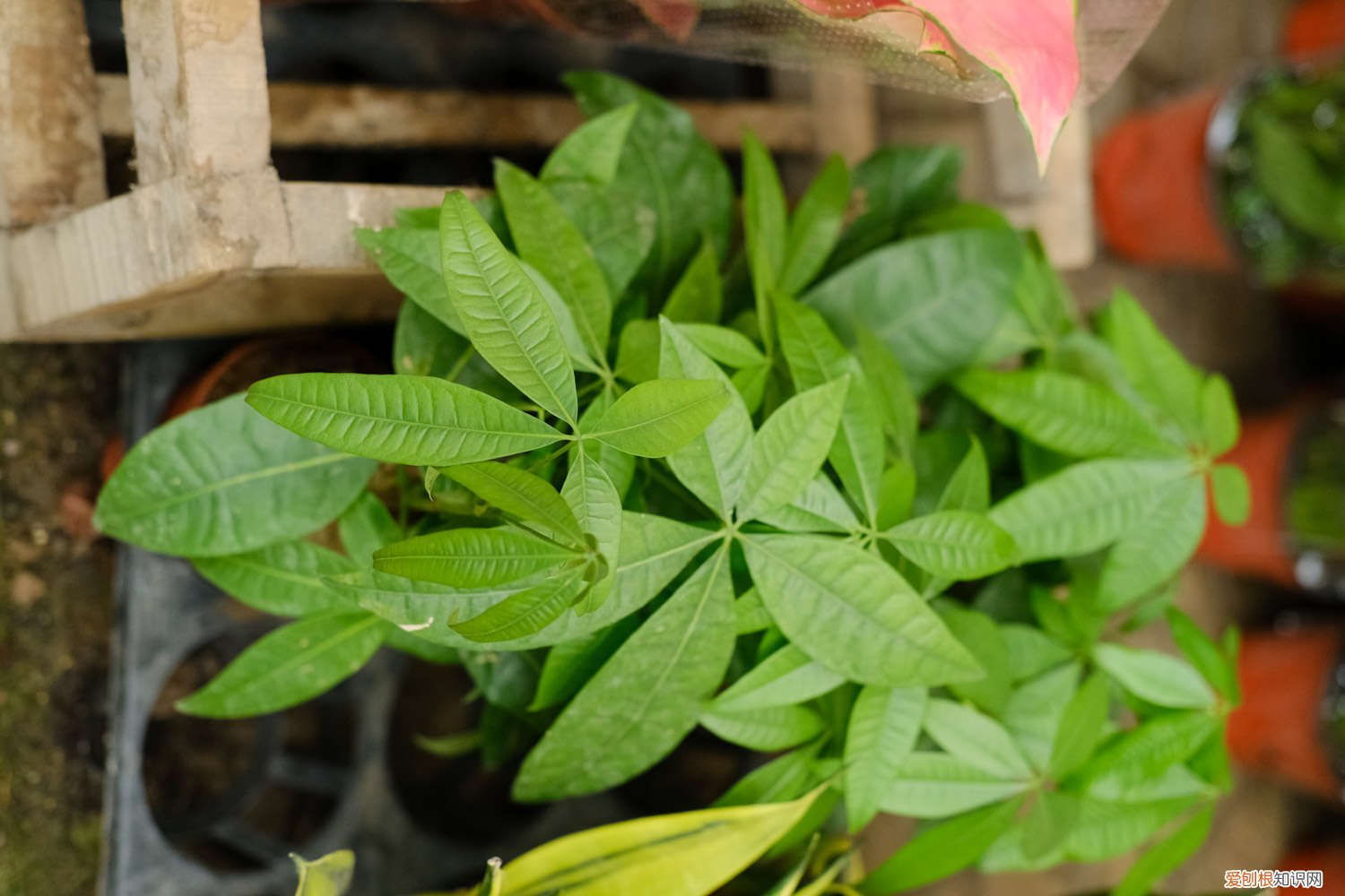 烂根消毒后的发财树要浸泡生根水吗 发财树养养就“烂根”，用消毒水一泡，枝叶能长更健壮！