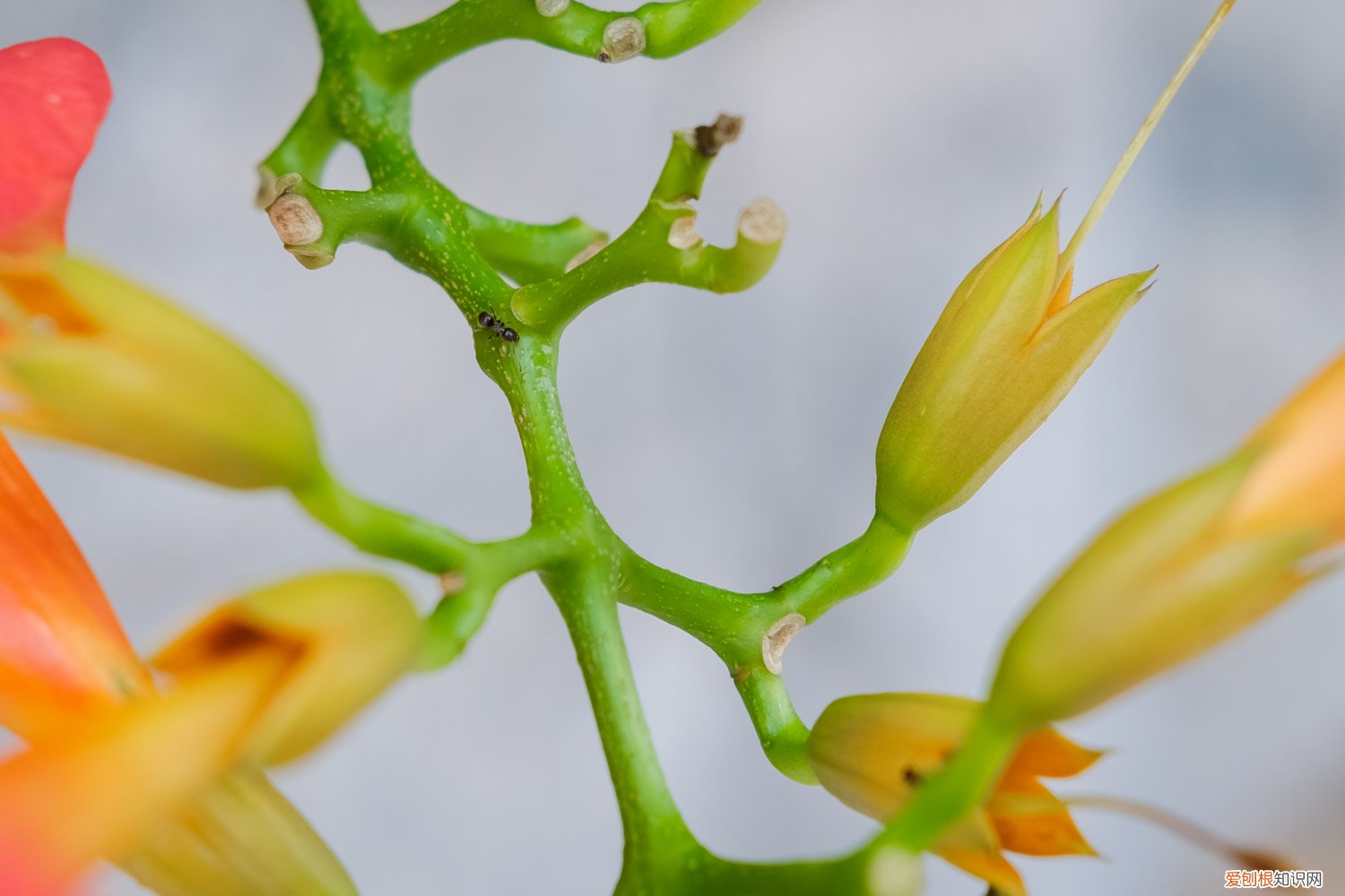 凌霄花怎么繁植 凌霄花是什么，怎样栽培