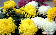 菊花代表什么象征意义 菊花的特点有哪些