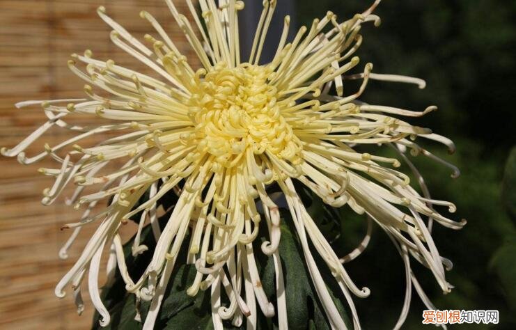 菊花代表什么象征意义 菊花的特点有哪些