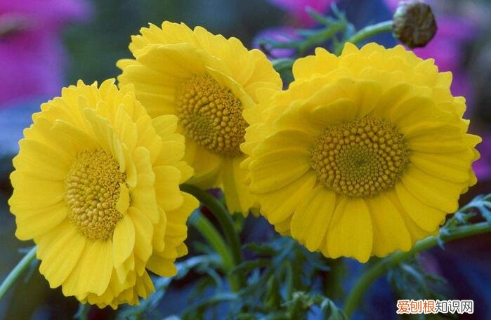 菊花代表什么象征意义 菊花的特点有哪些