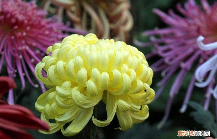 菊花代表什么象征意义 菊花的特点有哪些