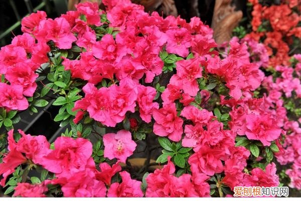 黄豆开花时用不用追化肥 想要植株开花,肥料是关键,土里藏点“黄豆粒”花苞噌噌冒!