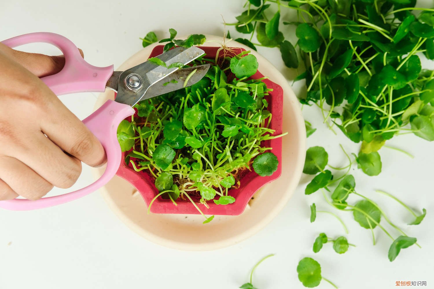 一根铜钱草 他给铜钱草剃个头，叶子冒的齐刷刷，一量竟比荷叶大！