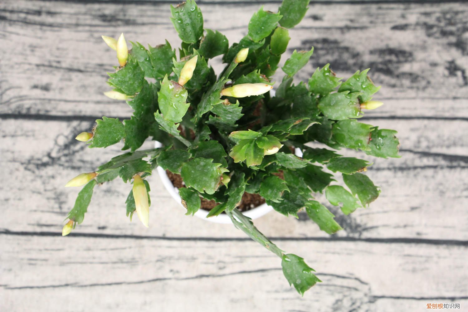 蟹爪兰怎么嫁接仙人球 蟹爪兰仙人球…插它身上就活，开花五颜六色，堪称万能嫁接神器！