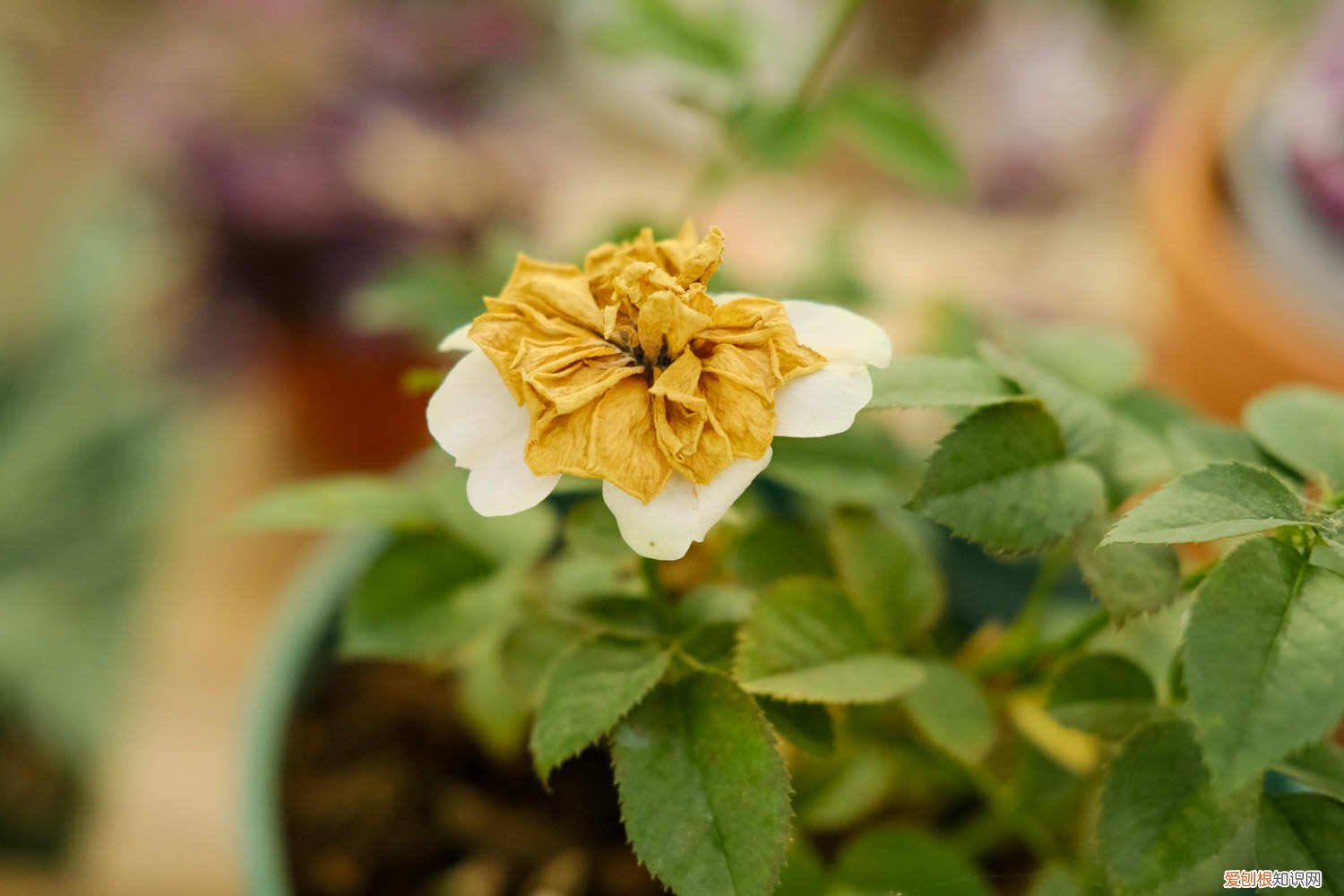 夏天怎样养月季花 夏季月季花怎么养