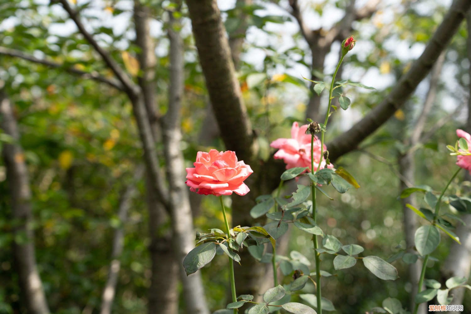 夏天怎样养月季花 夏季月季花怎么养