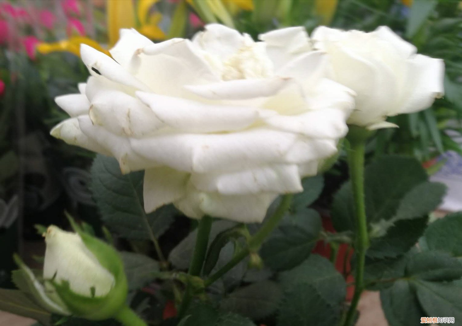 盆栽月季花的养殖方法几天浇一次水 盆栽月季花的养殖方法