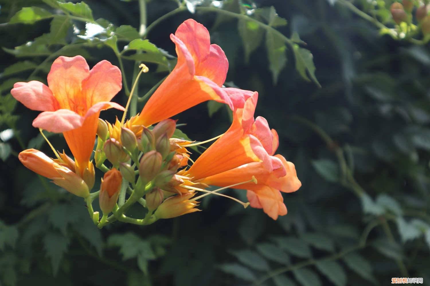 凌霄花的移植方法 凌霄花如何繁殖，如何移植