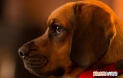 狗狗不喝水是生病了吗 狗狗不喝水是怎么回事