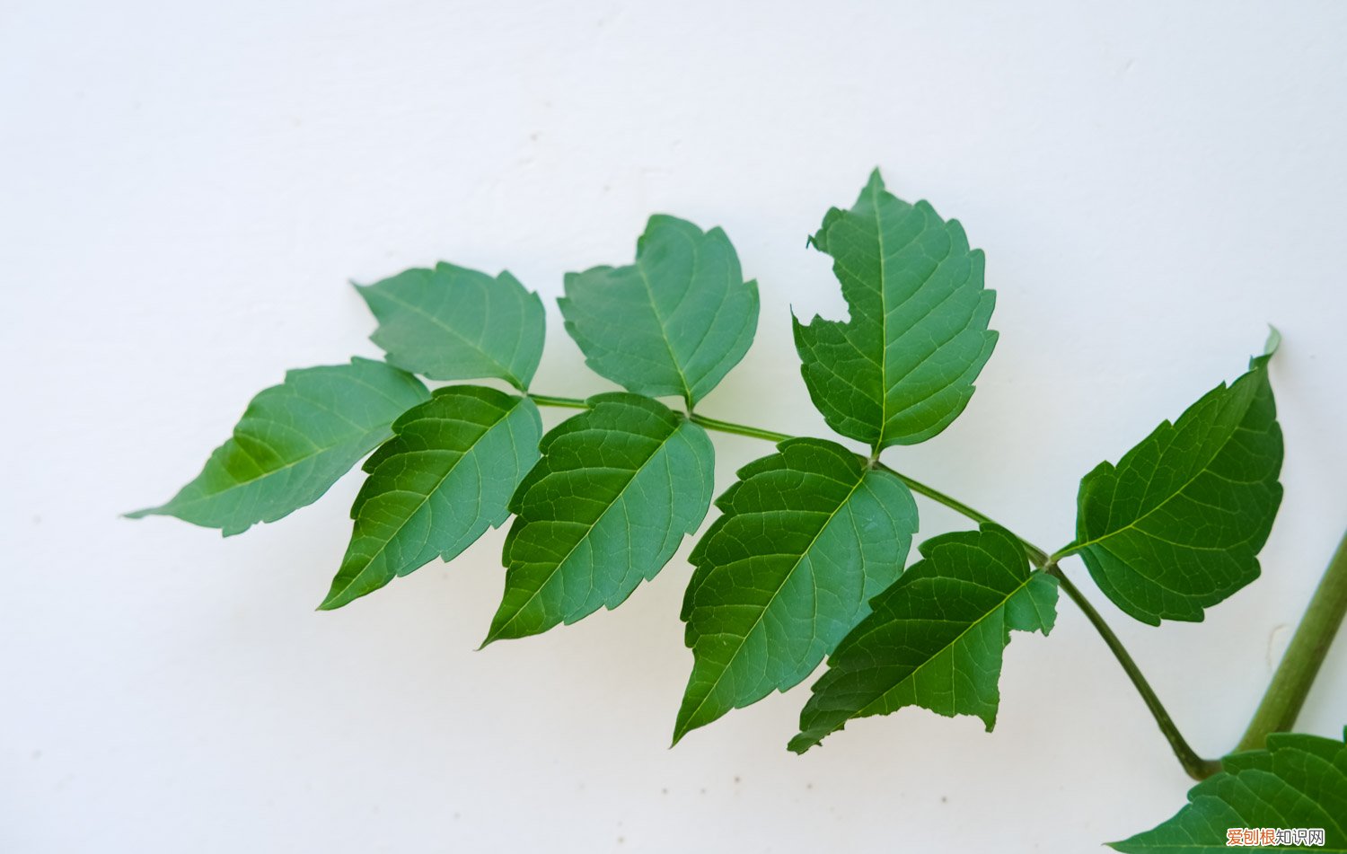 凌霄花的栽培与管理,怎样施肥好 凌霄花的栽培与管理，怎样施肥