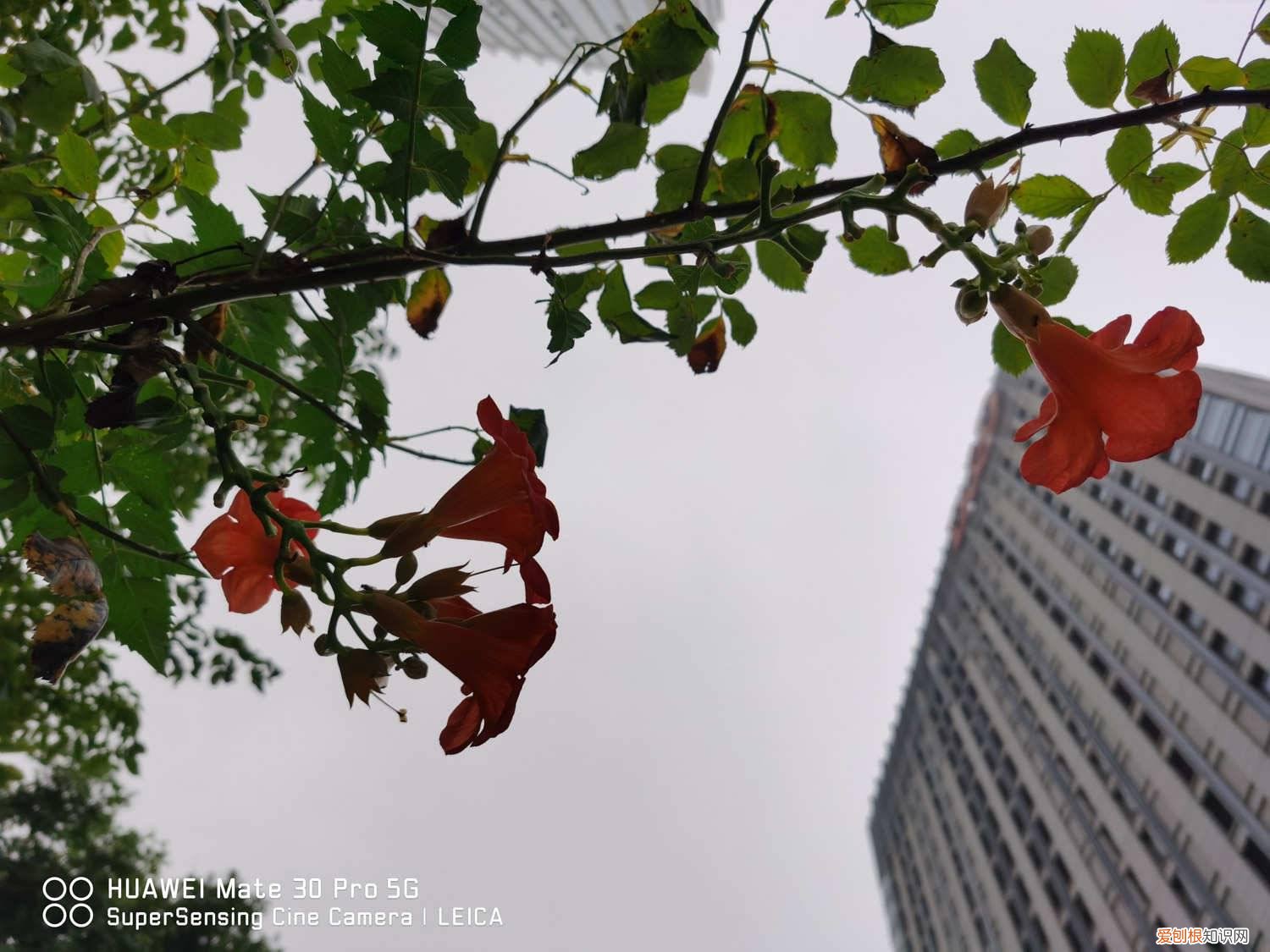 凌霄花浇水注意什么,多长时间浇水最好 凌霄花浇水注意什么，多长时间浇水