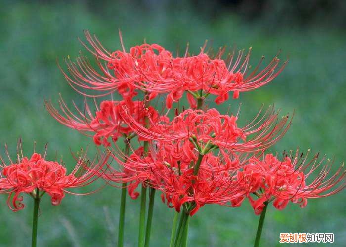 彼岸花传说的由来 彼岸花花语是什么