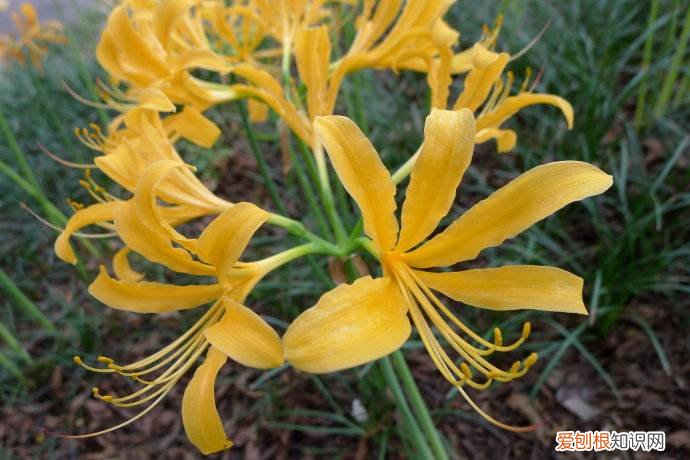 彼岸花传说的由来 彼岸花花语是什么