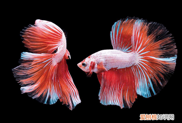 斗鱼怎么养 新手养殖斗鱼注意事项