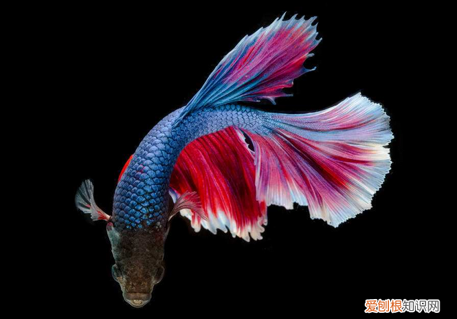 斗鱼怎么养 新手养殖斗鱼注意事项