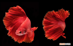 斗鱼怎么养 新手养殖斗鱼注意事项