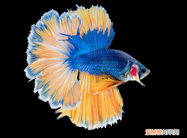 斗鱼怎么养 新手养殖斗鱼注意事项