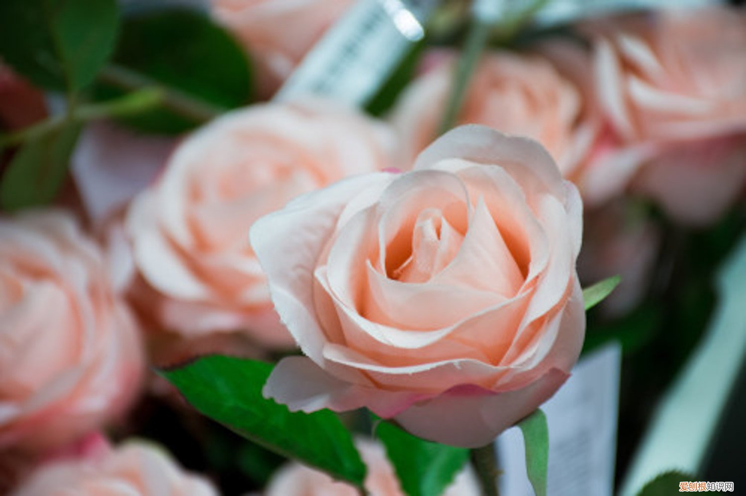 月季水扦插生根图解 月季水插的快速生根法