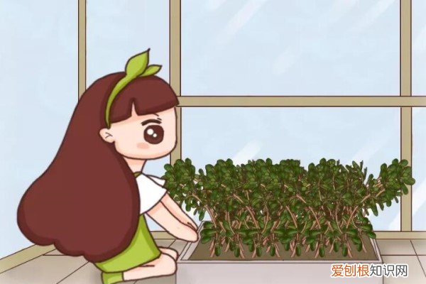 阳台种的蔬菜 2平米的封闭阳台,竟然能种20种菜,一年都够吃了!