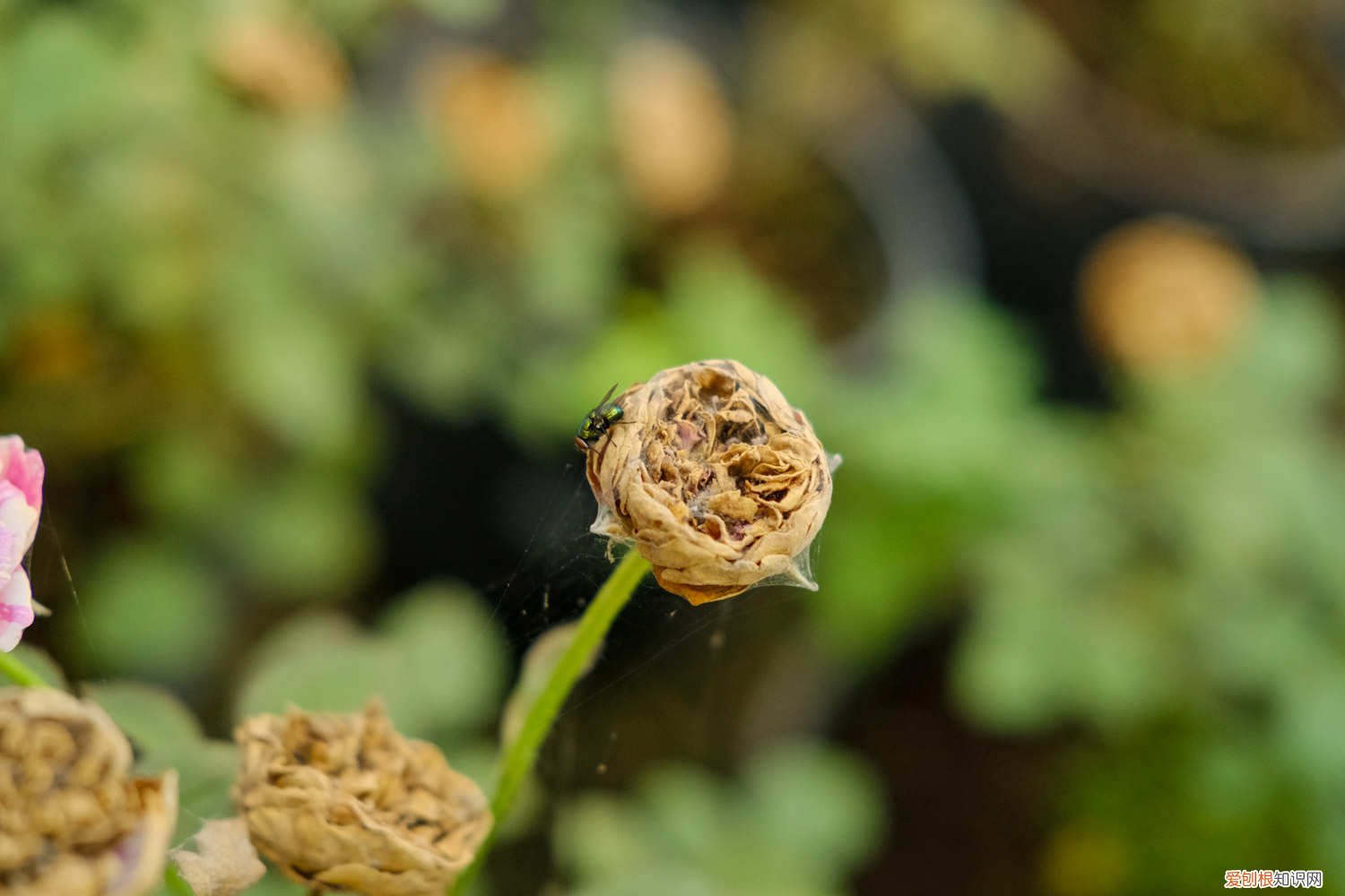 扦插月季的快速生根方法 月季扦插快速生根法