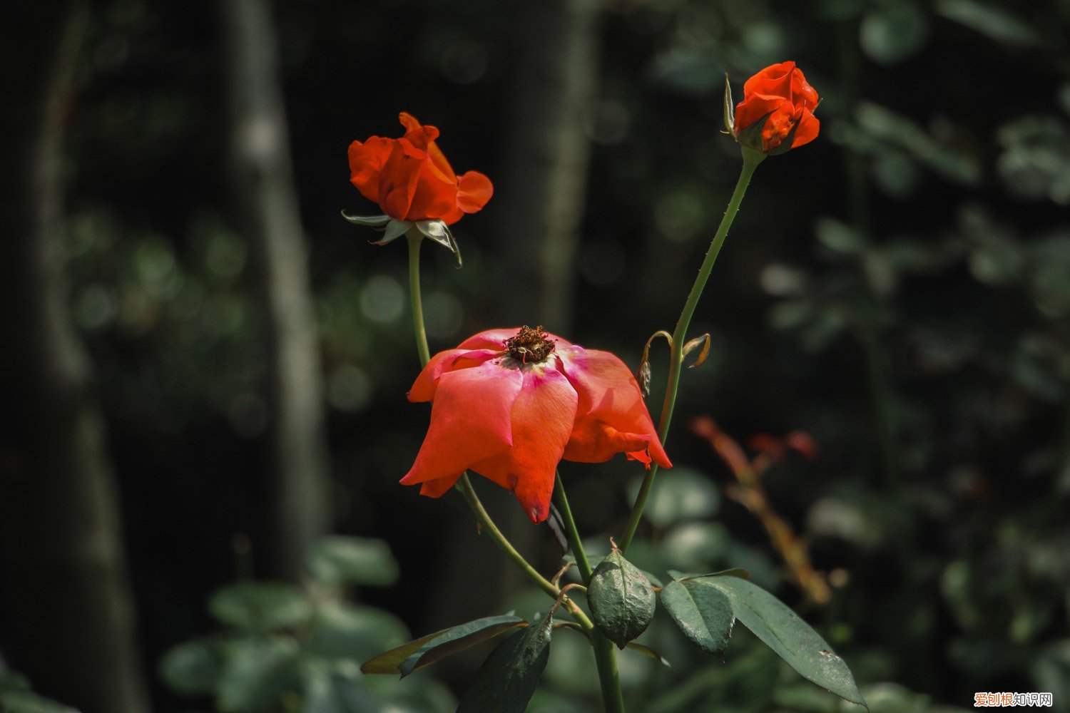 扦插月季的快速生根方法 月季扦插快速生根法