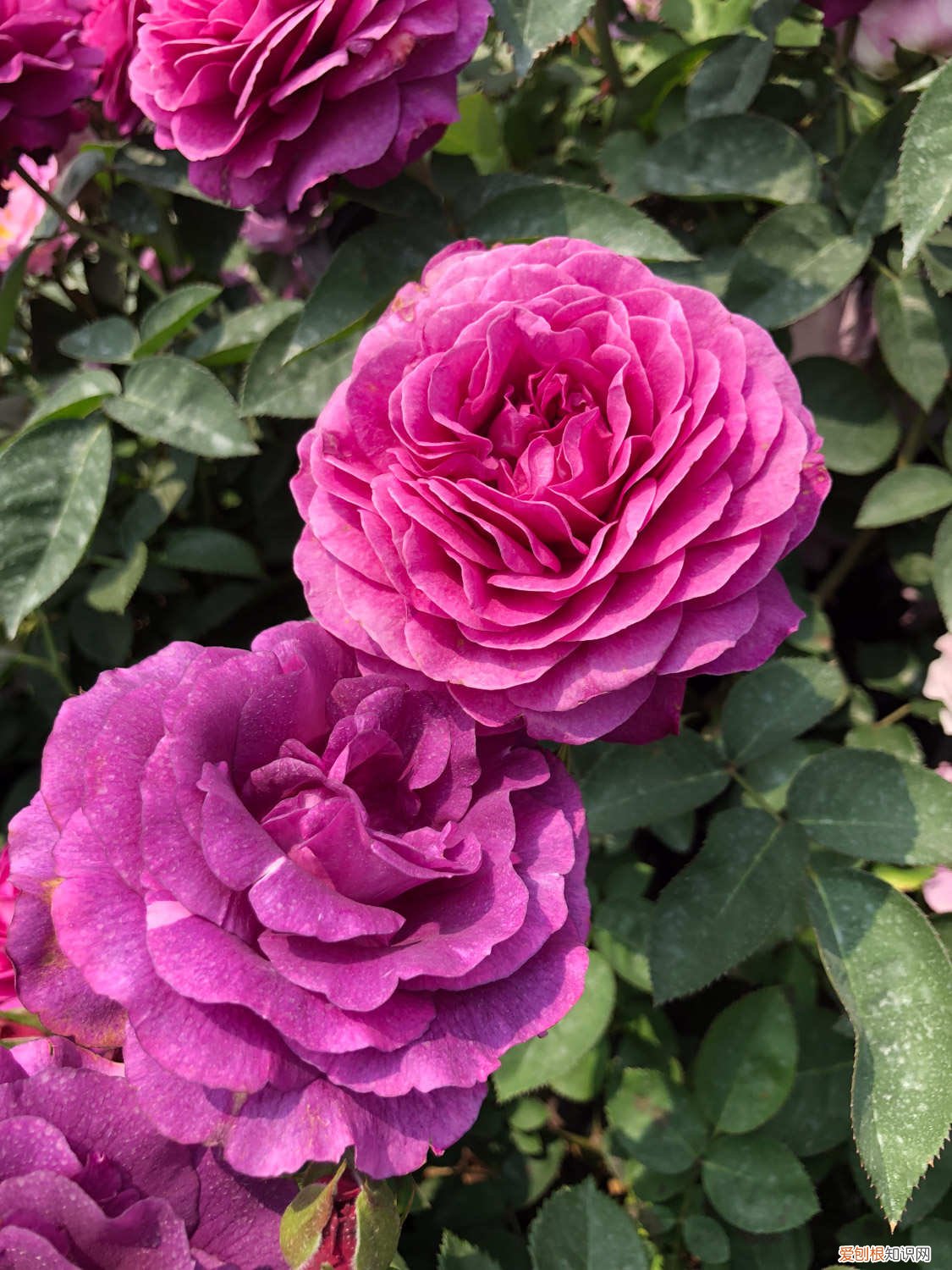 月季花扦插的最佳时间是几月 月季花扦插的最佳时间