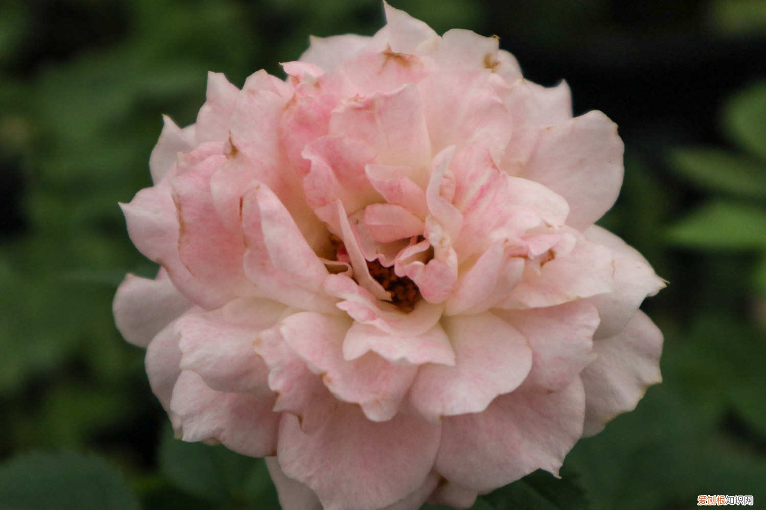 月季可以嫁接在什么树上? 月季能嫁接在什么树上