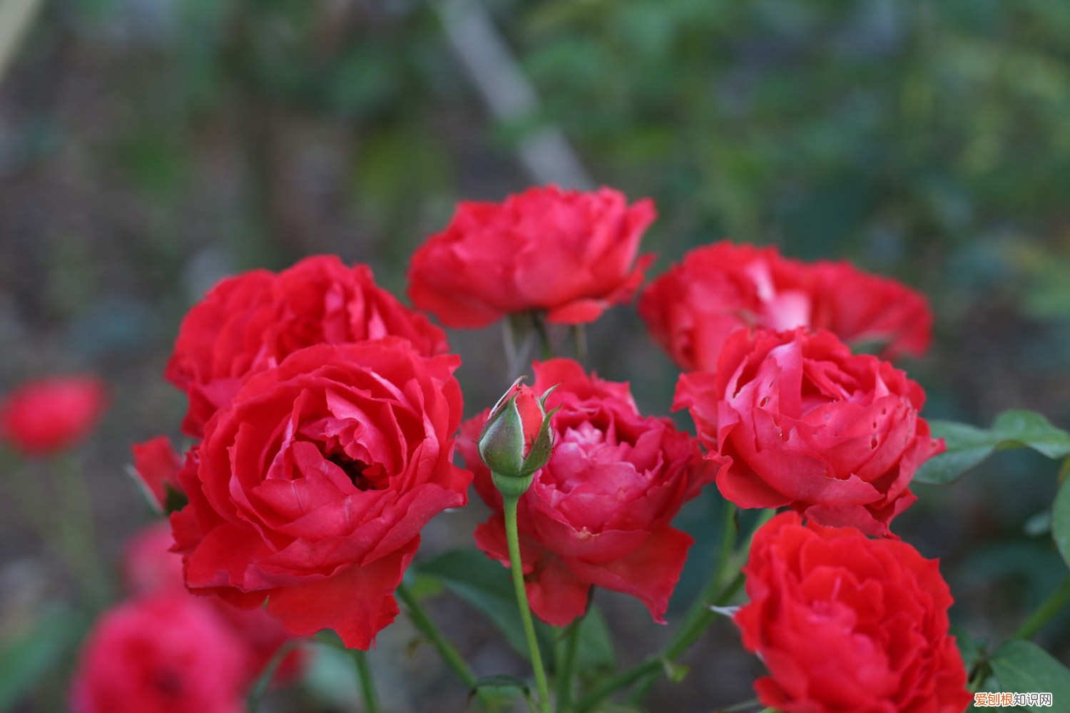 花椒树可以嫁接月季花吗 花椒树可以嫁接月季吗