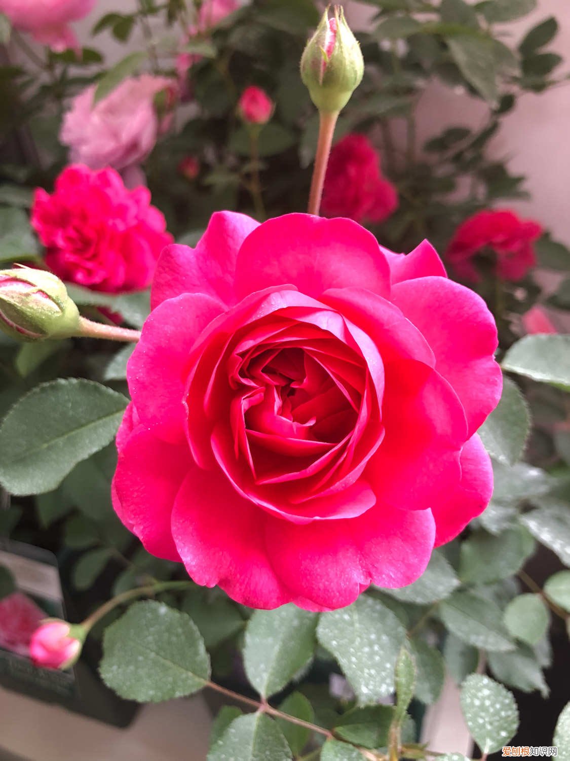 小月季花的养殖方法和注意事项可以在家养 小月季花的养殖方法