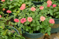 小月季花的养殖方法和注意事项可以在家养 小月季花的养殖方法