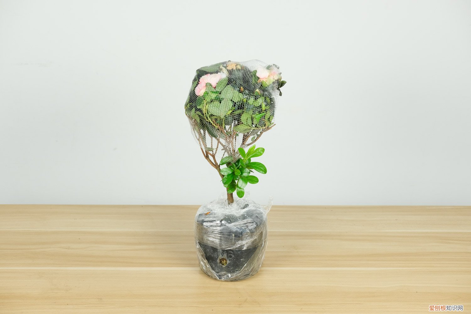 室内杜鹃花的养殖方法和注意事项 杜鹃花的养殖方法和注意事项