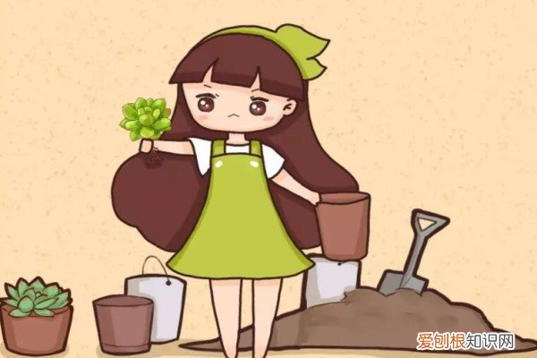 秋天一个小动作,花多活10年,越早知道越好!