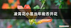 凌霄花小苗几年能开花 凌霄花小苗当年能否开花，小苗一年能长多大