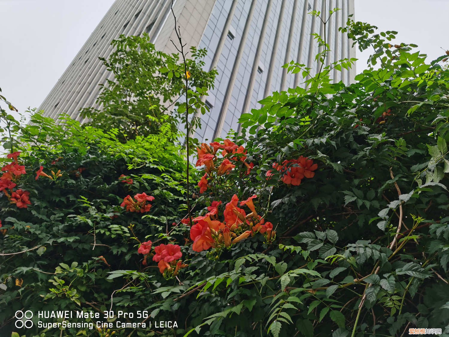 凌霄花施什么肥花开得多 凌霄花施肥过多怎么办，什么时候施肥