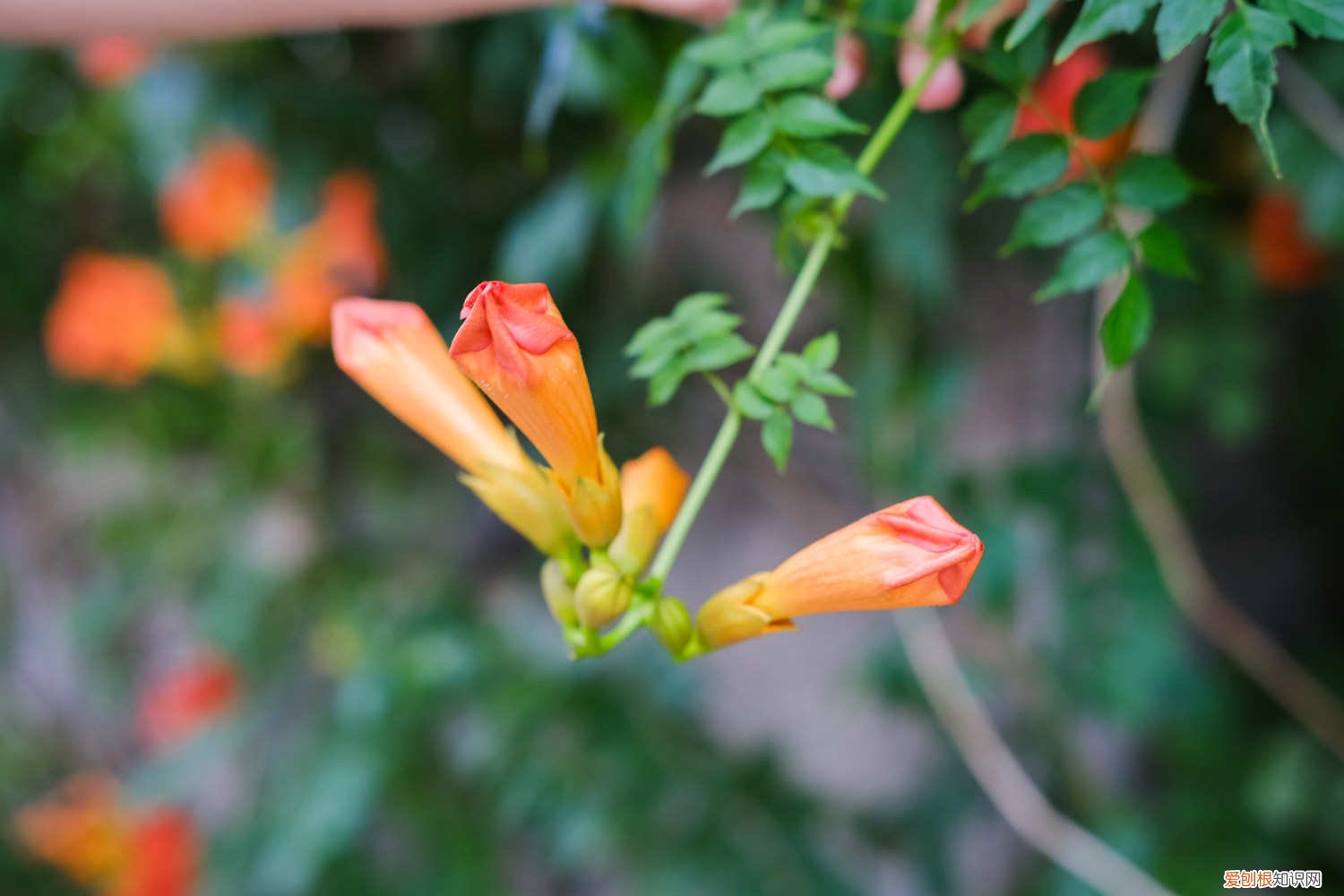 春天凌霄花多长时间浇水 凌霄花春季如何施肥，几月份施肥比较好