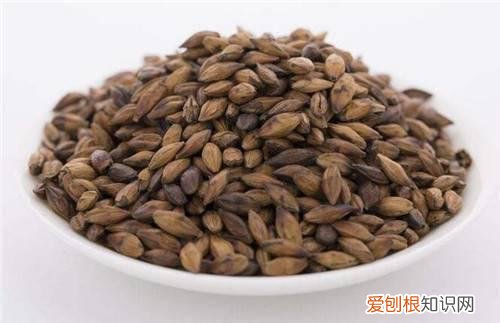 大麦茶的功效与作用有哪些哪些人不能喝大麦茶