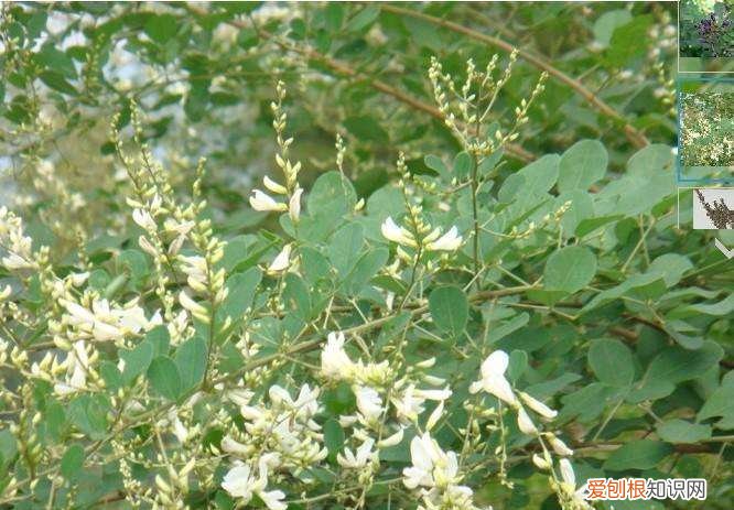 多花木兰的花语是什么 多花木兰有什么特点